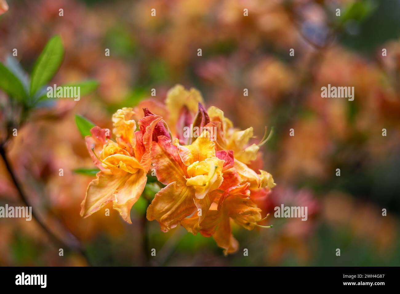 Bellissimi fiori arancioni di azalea in primavera, da vicino Foto Stock