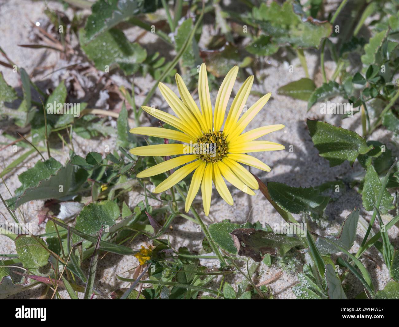 Arctotheca calendula vista dall'alto alla luce del sole Foto Stock