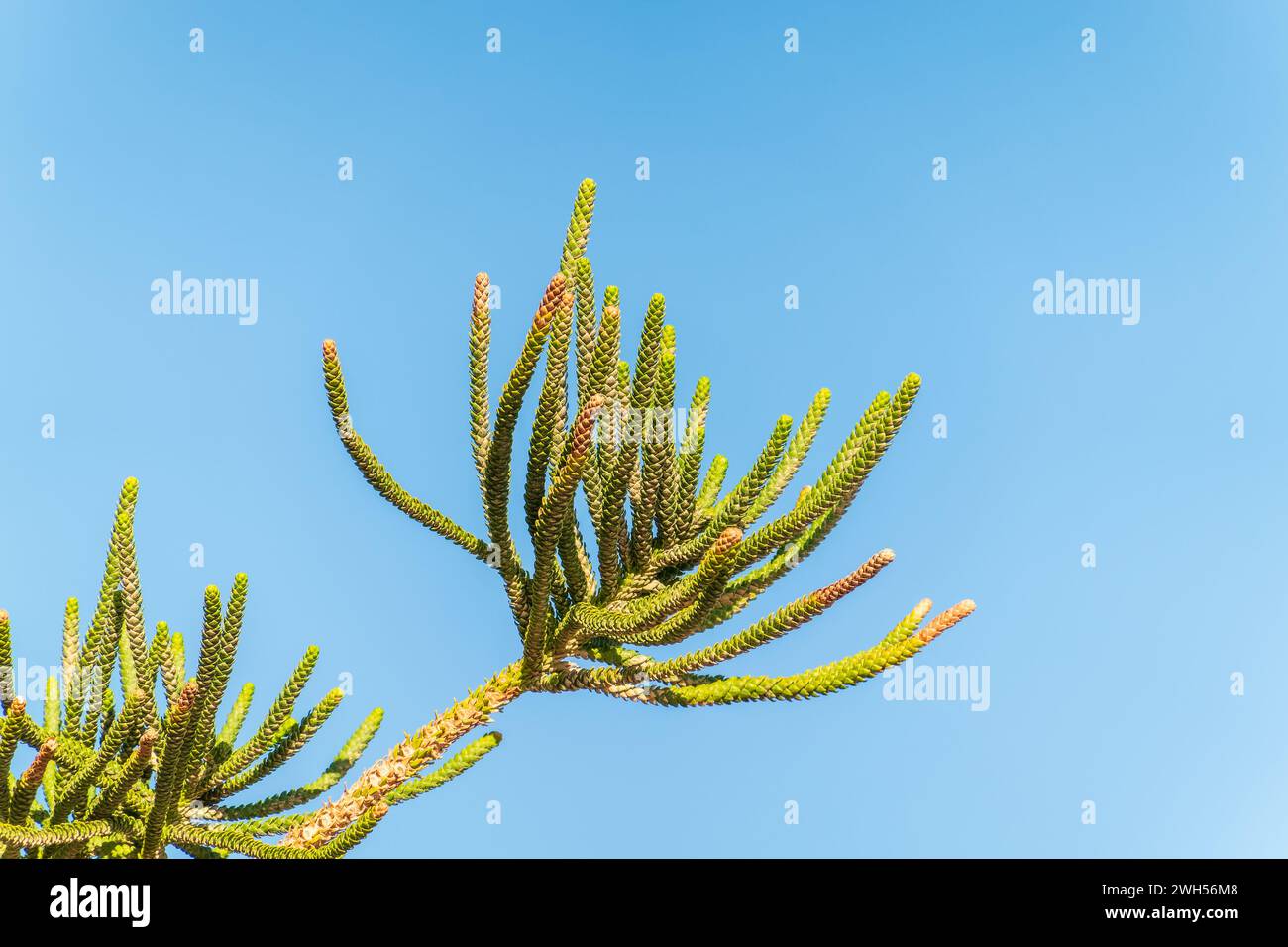 Aghi di albero sempreverde Araucaria araucana, comunemente chiamato l'albero puzzle scimmia, albero coda scimmia, Pewen o Pino cileno Foto Stock