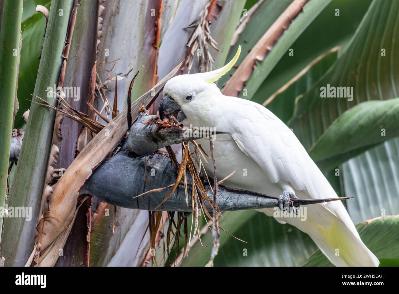 Cockatoo australiano crestato di zolfo bianco, cacatua galleria, arroccato in una pianta Giant Bird of Paradise che mangia dalla testa dei semi di fiori, Australia Foto Stock