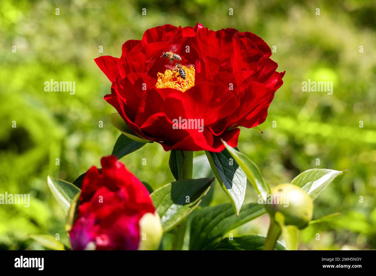 Paeonia Mackinac grandi fiori in giardino. Fiori di peonia rosso brillante, primo piano Foto Stock