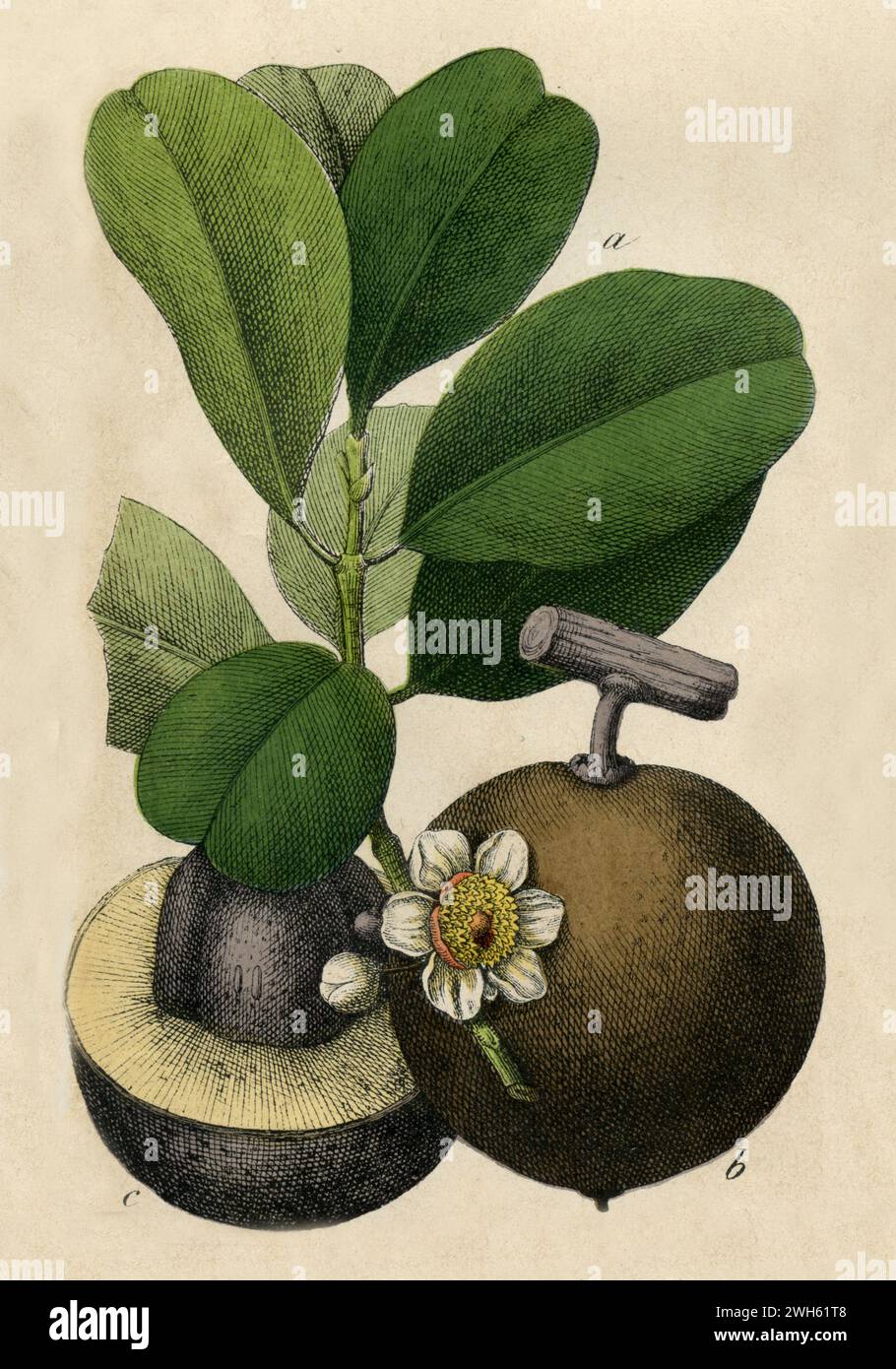 Mammee mela Mammea americana, (libro botanico, 1879), Mammiapfel Foto Stock