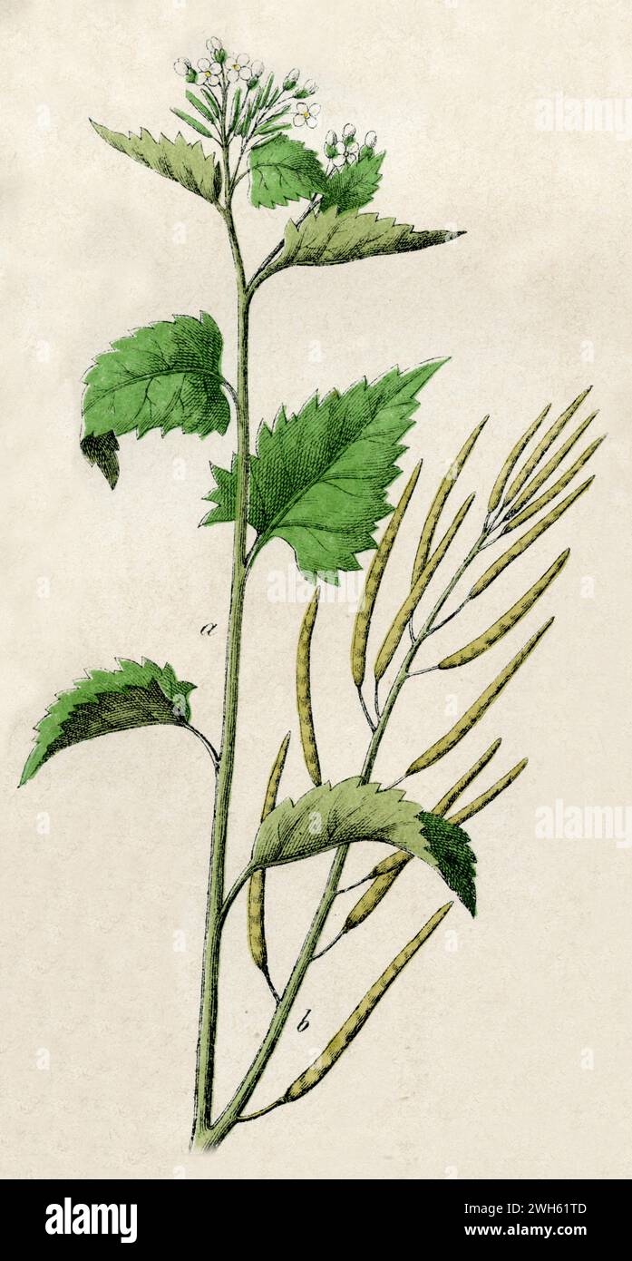 Aglio senape Alliaria petiolata (libro botanico, 1879), Knoblauchsrauke Foto Stock