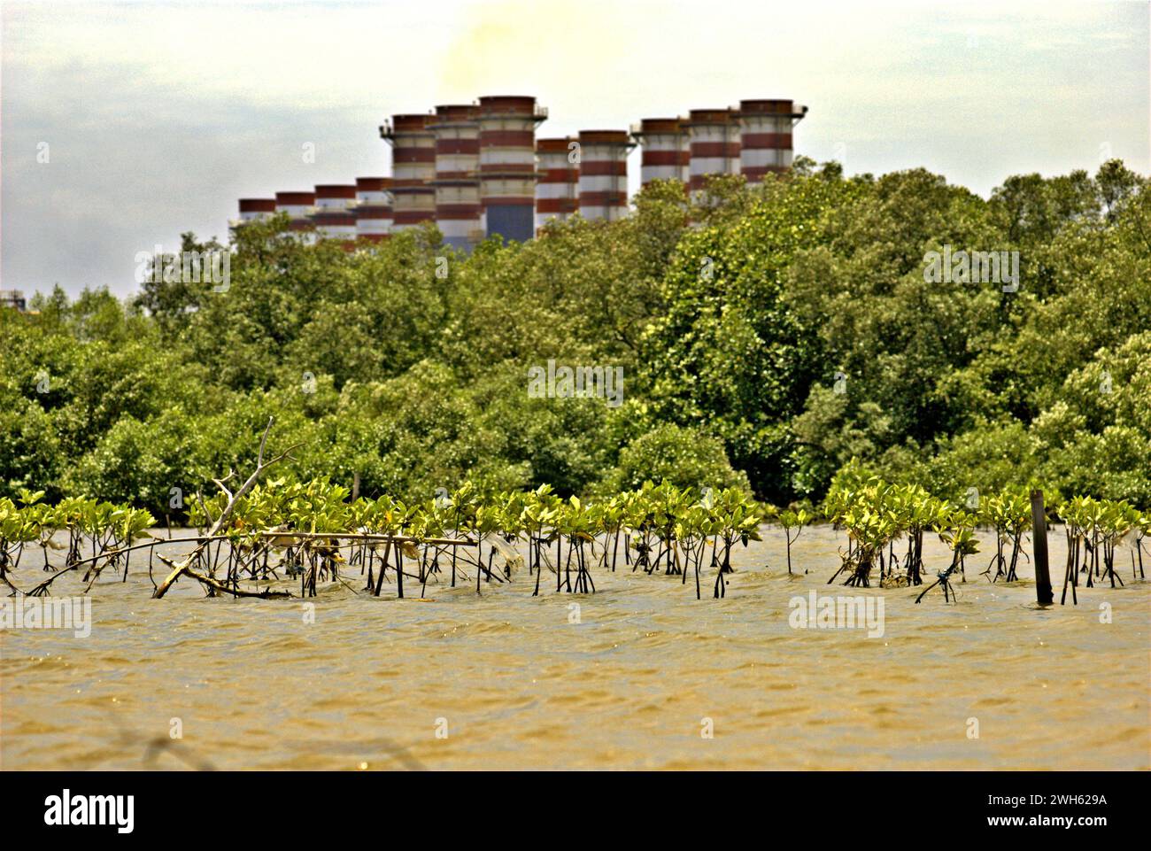 La vista di un'area di riabilitazione delle mangrovie, sullo sfondo della foresta di mangrovie e della centrale elettrica di Muara Tawar, è fotografata dalle acque costiere della reggenza di Bekasi a Giava Occidentale, Indonesia. Foto Stock