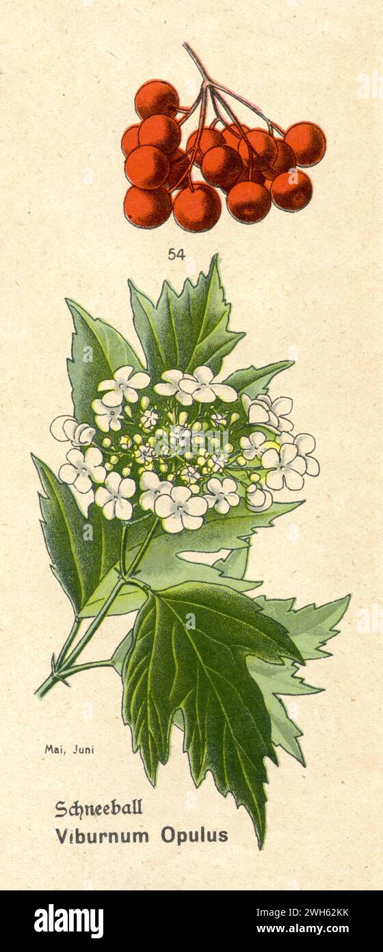 Rosa Guelder Viburnum opulus (libro botanico, ca. 1915), Schneeball Foto Stock