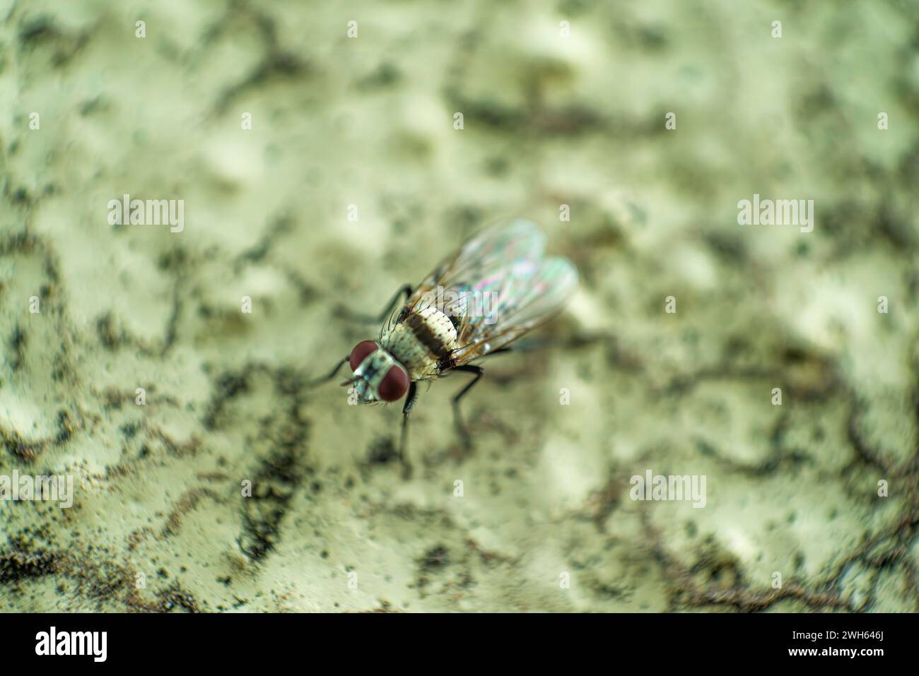 Un'accattivante foto macro che rivela dettagli intricati di una mosca sul muro, che mostra le texture e le caratteristiche di questo insetto comune. Foto Stock