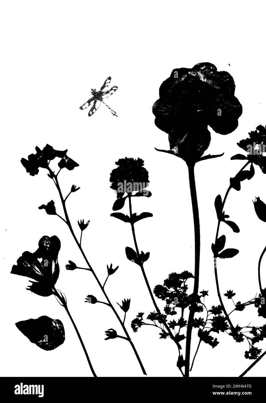 Una silhouette in bianco e nero raffigurante fiori estivi pressati e una libellula su sfondo bianco. Foto Stock