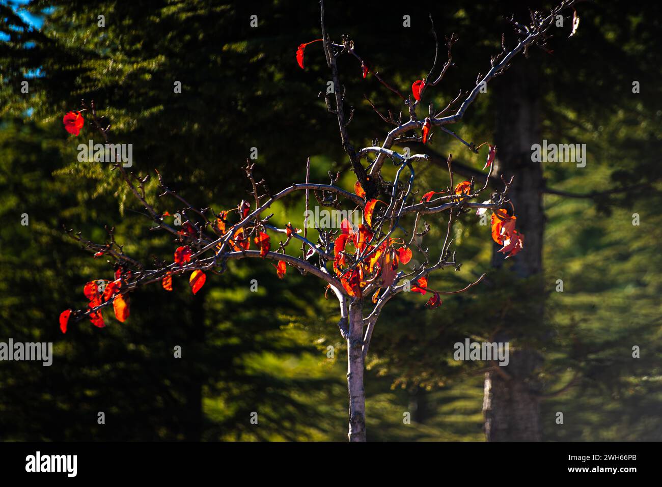 Foglie rosse vivaci adornano un ramo d'albero, catturando l'essenza della colorata esposizione autunnale nell'ambiente forestale naturale Foto Stock