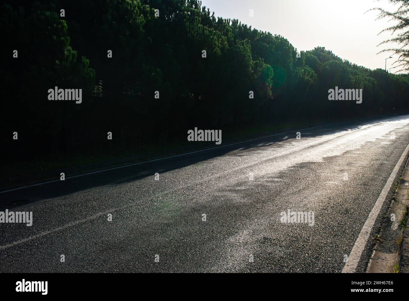 Una vista serena di una strada asfaltata piovosa in natura, la sua superficie bagnata risplende di umidità, catturando la tranquillità di un paesaggio grigio e umido. Foto Stock