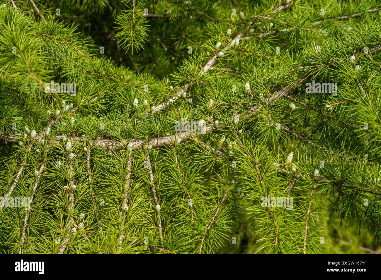 La creazione della natura si svolge mentre i piccoli coni di pino verde adornano il ramo, mostrando una crescita in miniatura e la delicata bellezza delle fresche meraviglie botaniche Foto Stock