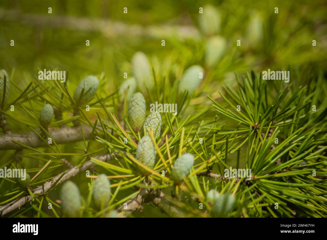 La creazione della natura si svolge mentre i piccoli coni di pino verde adornano il ramo, mostrando una crescita in miniatura e la delicata bellezza delle fresche meraviglie botaniche Foto Stock