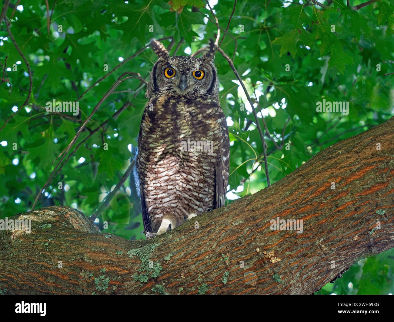 Gufo di aquila bubo capensis Sudafrica Foto Stock