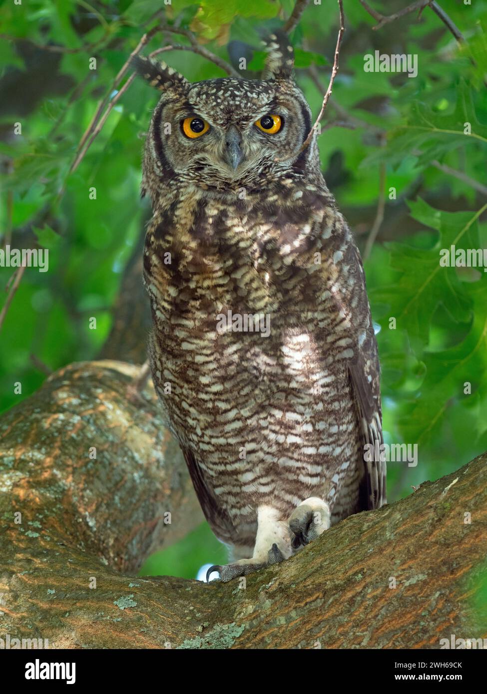 Gufo di aquila bubo capensis Sudafrica Foto Stock