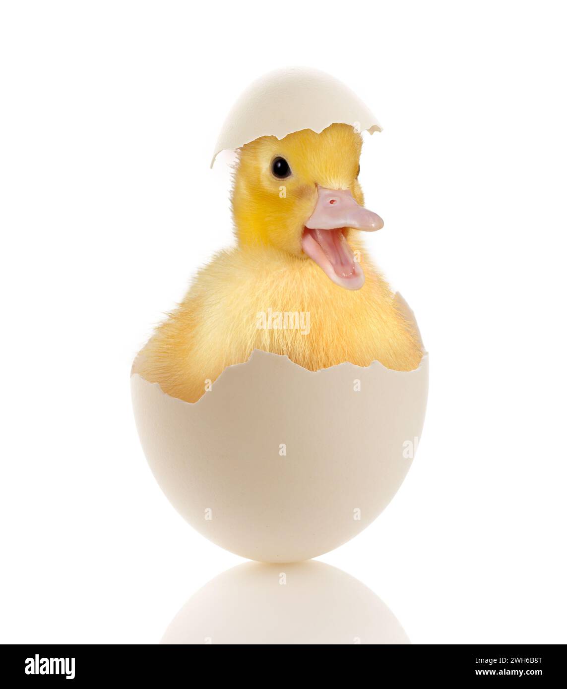 Immagine di Pasqua di un bambino divertente anatra seduto in un uovo rotto Foto Stock