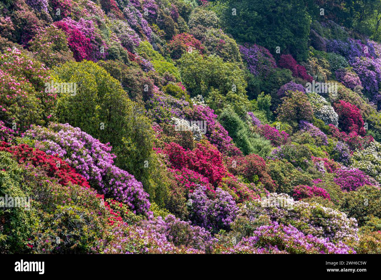 Il colle del rododendro nel parco di Burcina "felice Piacenza", provincia di biella, Piemonte, Italia Foto Stock