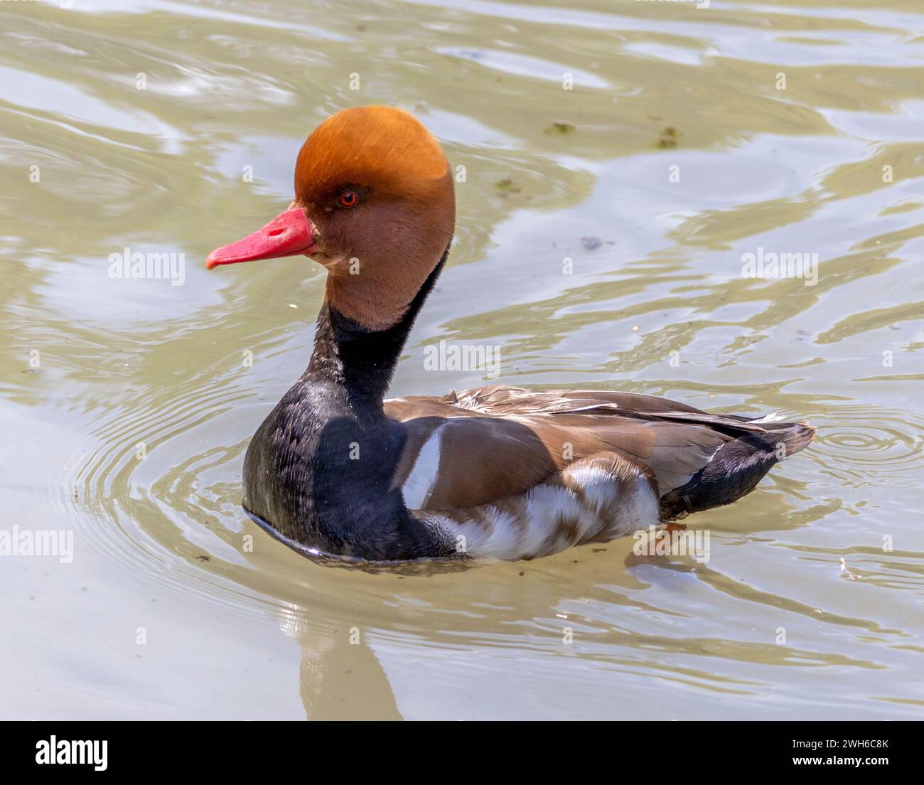 Un'anatra rossa netta Rufina in acqua Foto Stock