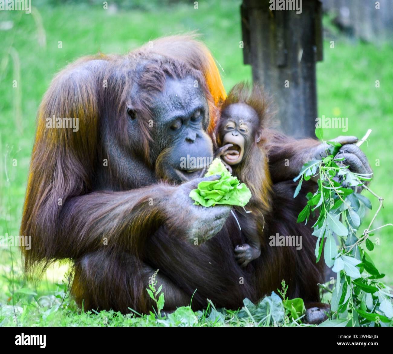 Baby Orangutan tra le braccia di sua madre Foto Stock