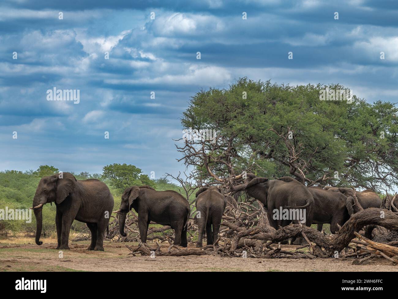 Elefanti nel Parco Nazionale di Bwabwata, Caprivi, Namibia Foto Stock