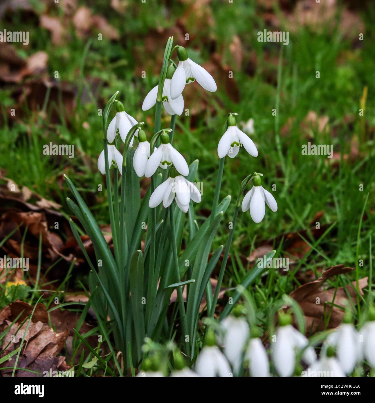 Un primo piano di Snowdrops Duffryn Woods, Mountain Ash Foto Stock