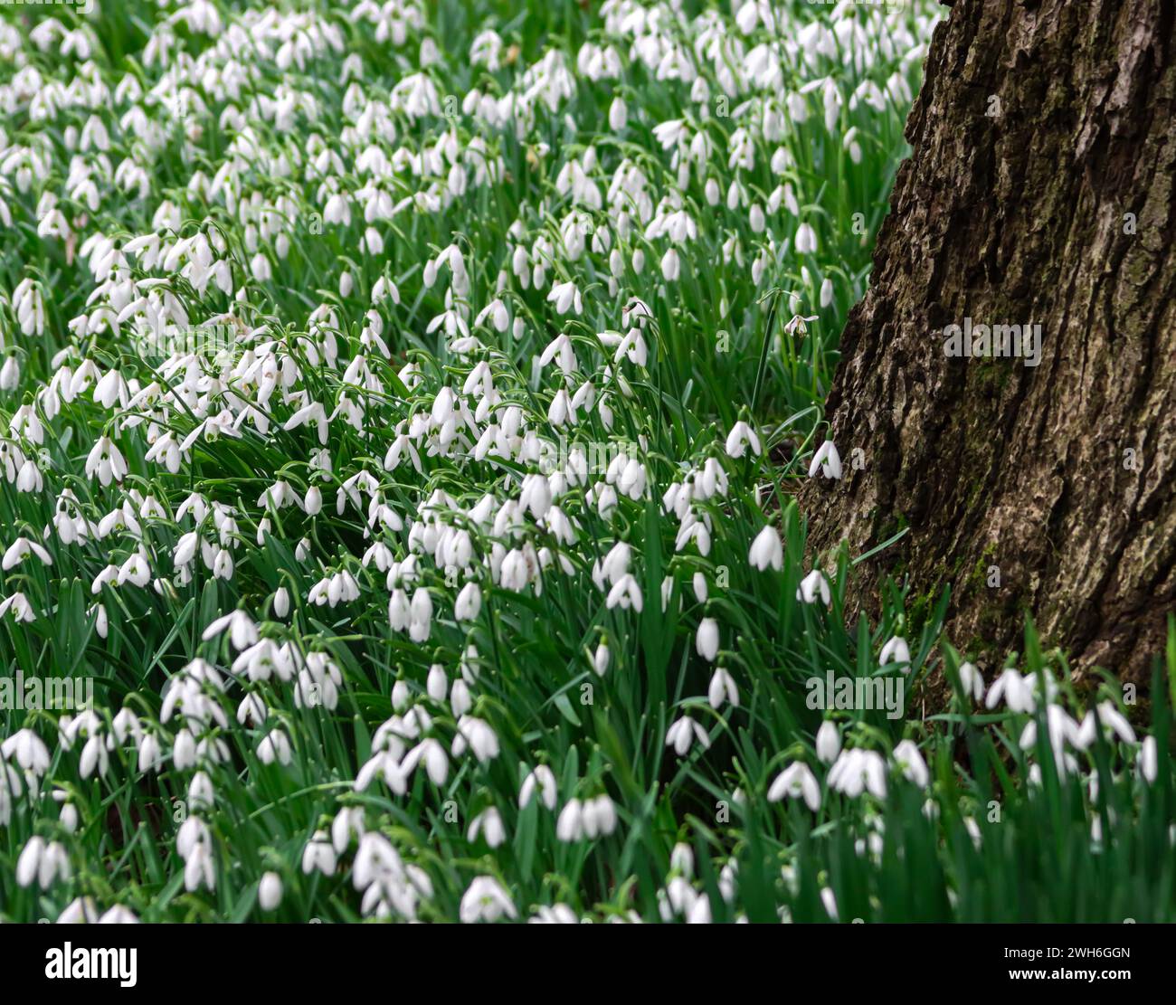 Grande albero con fiori bianchi circondato da un campo verde: Gocce di neve Duffryn Woods, Mountain Ash Foto Stock