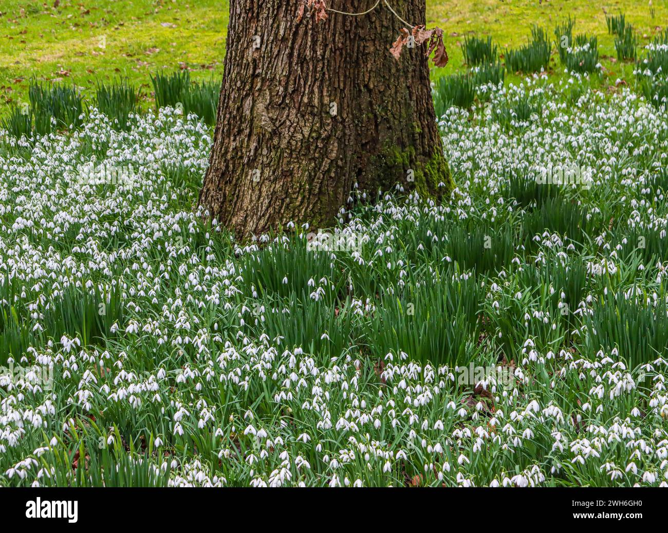 Grande albero con fiori bianchi circondato da un campo verde: Gocce di neve Duffryn Woods, Mountain Ash Foto Stock
