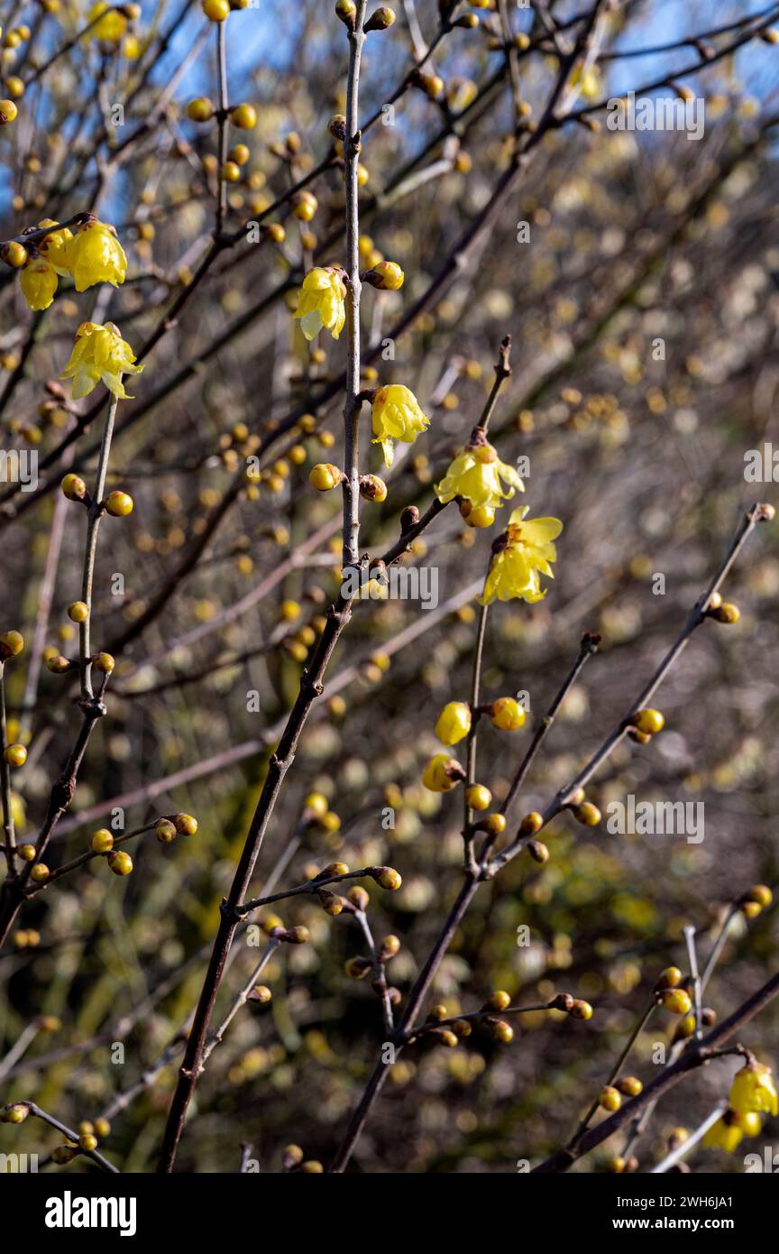 Chimonathus praecox, Wintersweet, Chimonanthus fragrans, Calycanthus praecox, Japan All-Spice. Fiori gialli in inverno con il sole. Foto Stock
