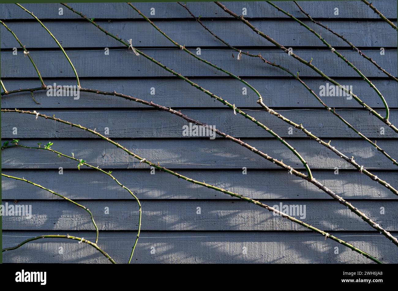 Bastoncini di rosa, o steli legati a fili di supporto, contro una recinzione di legno. Foto Stock