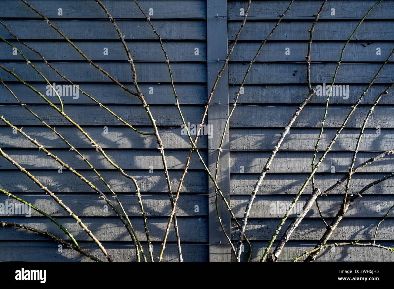 Bastoncini di rosa, o steli legati a fili di supporto, contro una recinzione di legno. Foto Stock