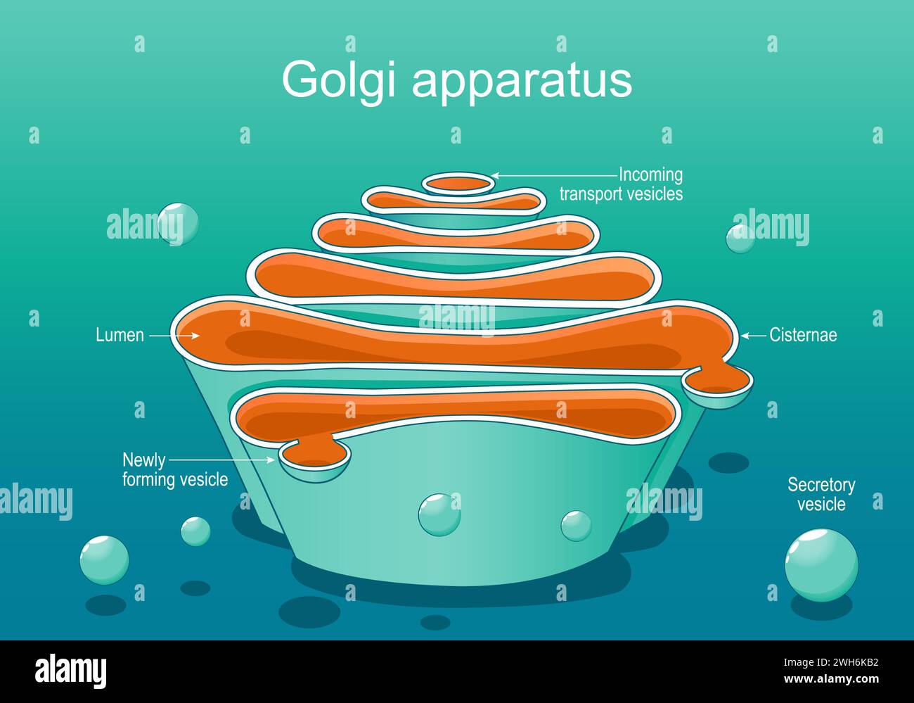 Struttura di un complesso Golgi. Primo piano dell'anatomia dell'apparato Golgi. Sezione trasversale dell'organella cellulare. illustrazione del vettore piatto isometrico Illustrazione Vettoriale