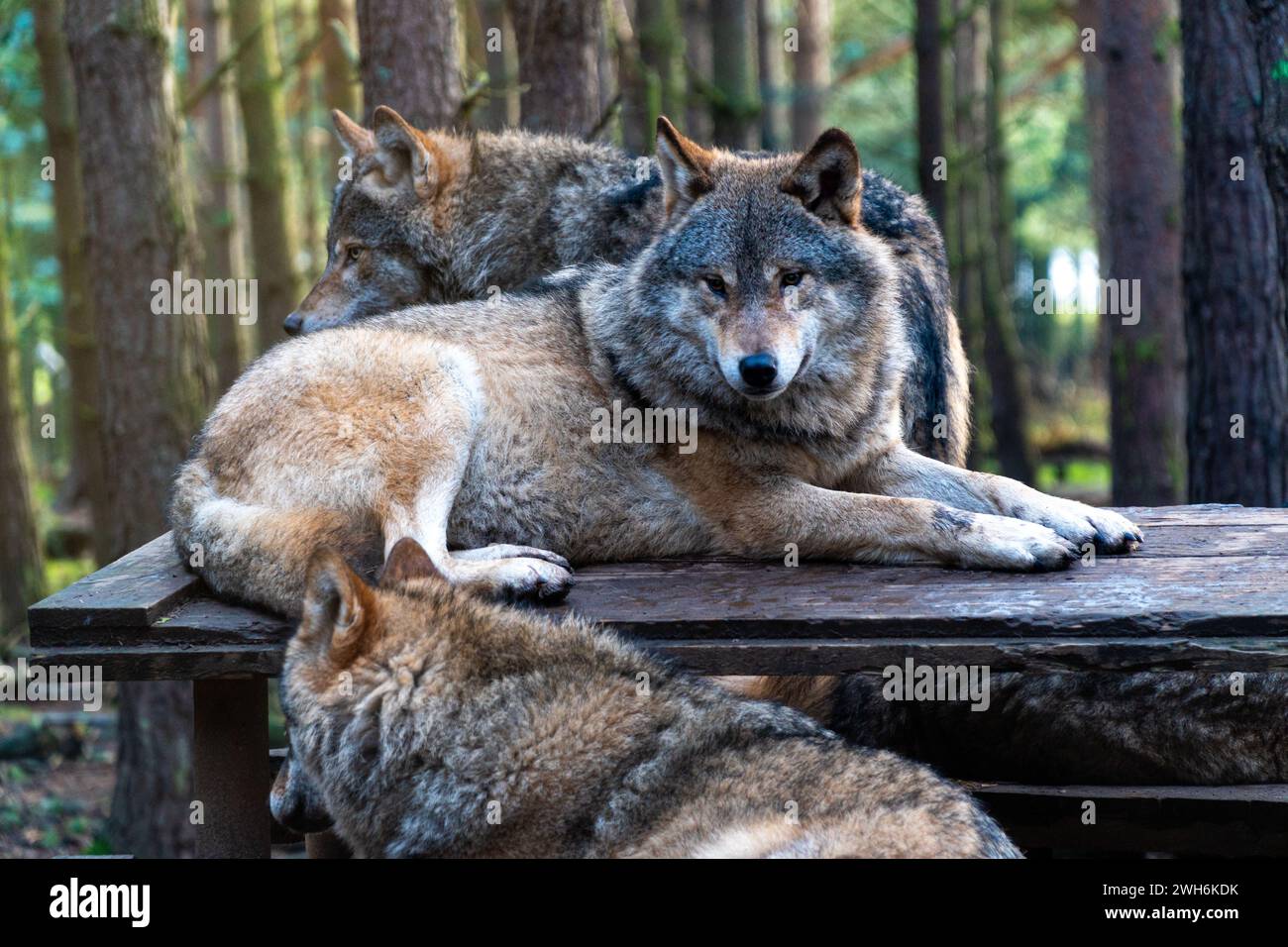 Due lupi che riposano insieme su una panchina rustica in legno in mezzo al tranquillo bosco Foto Stock