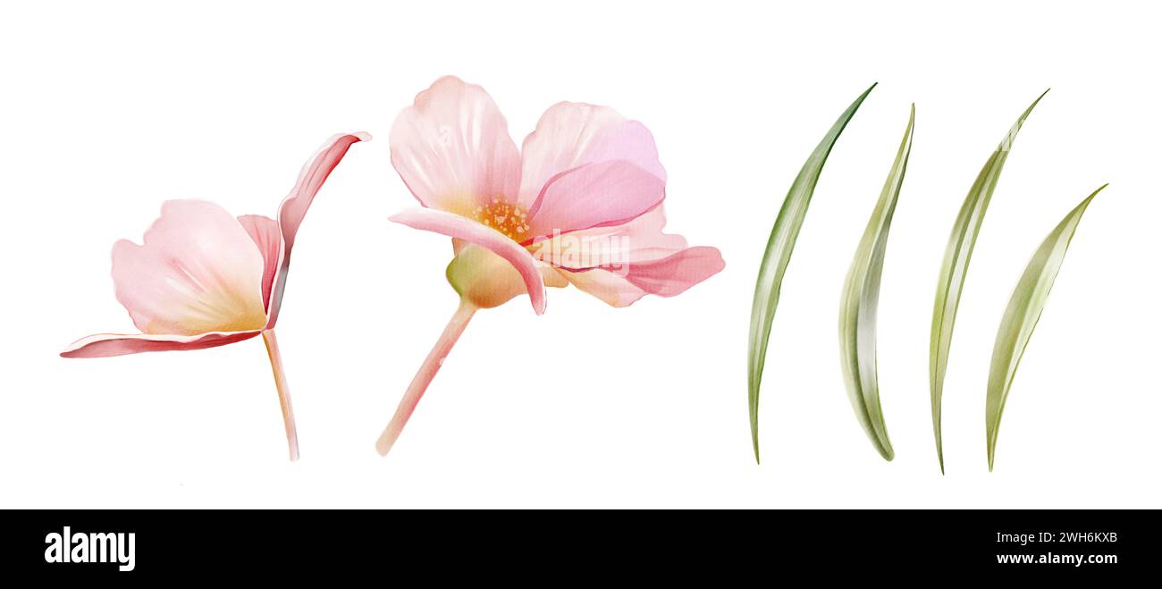 Set di Fiori e foglie di acquerello. Due piante di begonia con erba verde. Colorata pianta tenera in rosa e arancione isolata su bianco. Realistico Foto Stock