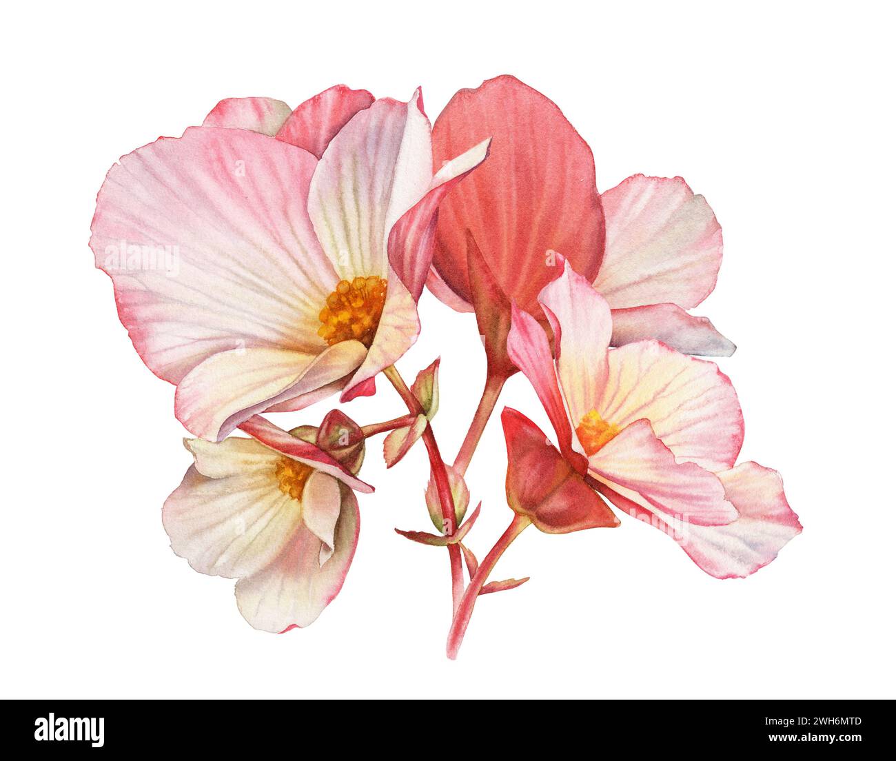 Fiori di begonia acquerello. Bouquet con grandi petali e boccioli. Colorata pianta tenera in rosa e arancione isolata su bianco. Floreale botanico realistico Foto Stock