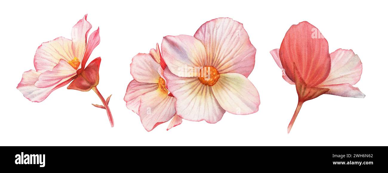 Set di Fiori acquerello. Tre piante di begonia con grandi petali e gemme. Colorata pianta tenera in rosa e arancione isolata su bianco. Realistico Foto Stock