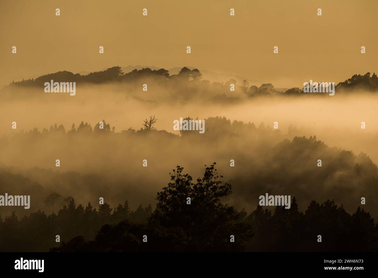 Nebbia che si innalza all'alba in una valle a Silverdale, sull'isola settentrionale della nuova Zelanda Foto Stock
