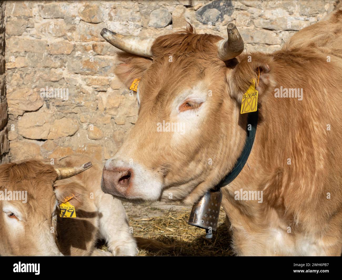 Mucca bruna dei Pirenei esposta alla fiera Ainsa Huesca. Jersey Cow è stata portata in una fiera della contea dove ha partecipato a una competizione. Foto Stock