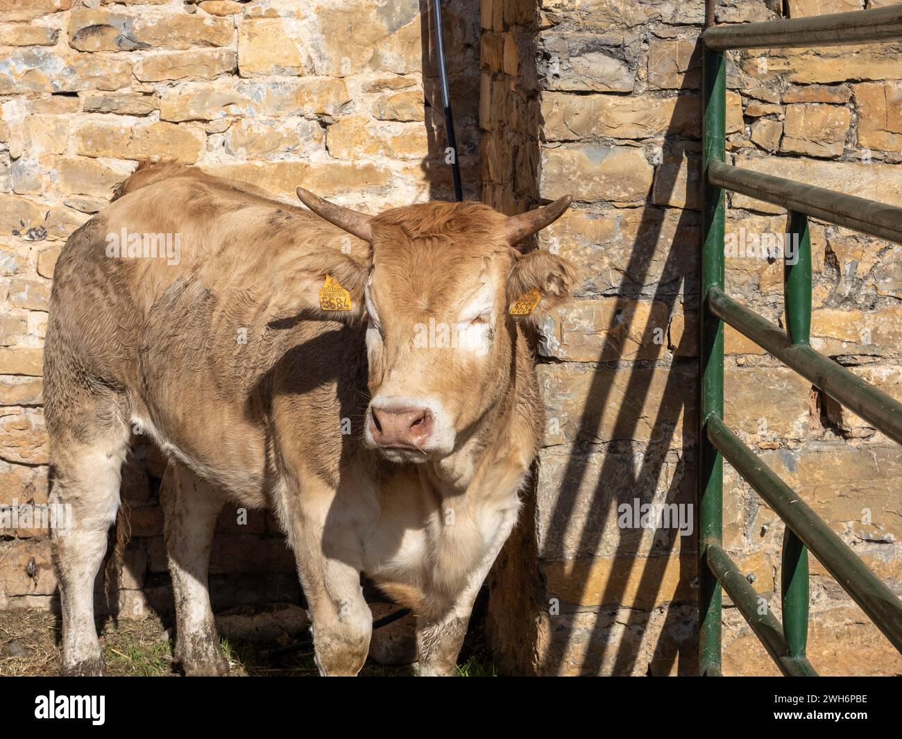 Mucca bruna dei Pirenei esposta alla fiera Ainsa Huesca. Jersey Cow è stata portata in una fiera della contea dove ha partecipato a una competizione. Foto Stock