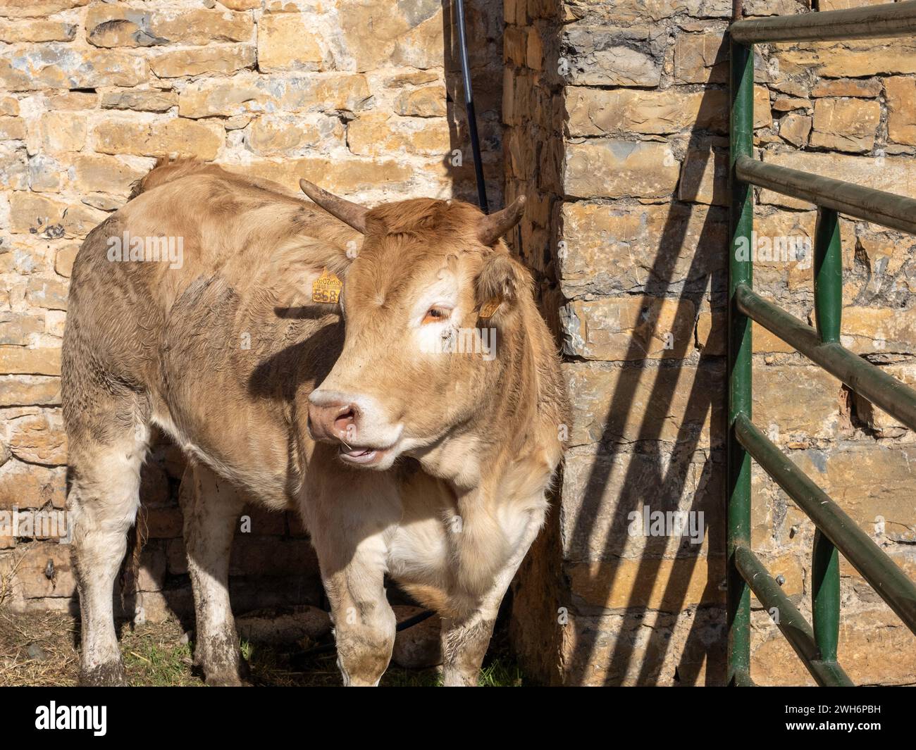 Mucca bruna dei Pirenei esposta alla fiera Ainsa Huesca. Jersey Cow è stata portata in una fiera della contea dove ha partecipato a una competizione. Foto Stock