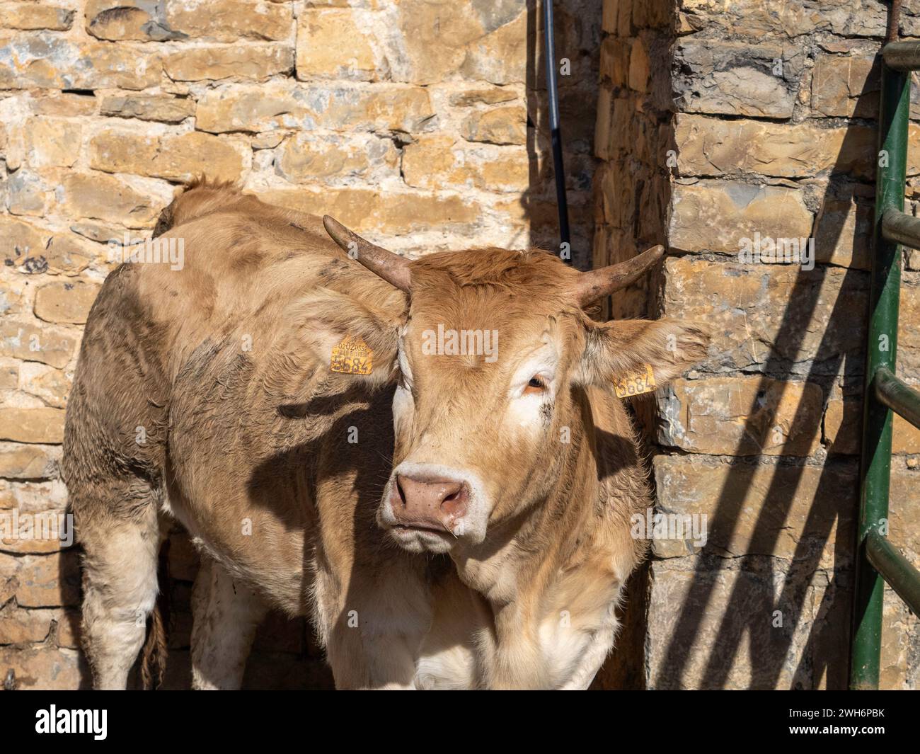 Mucca bruna dei Pirenei esposta alla fiera Ainsa Huesca. Jersey Cow è stata portata in una fiera della contea dove ha partecipato a una competizione. Foto Stock