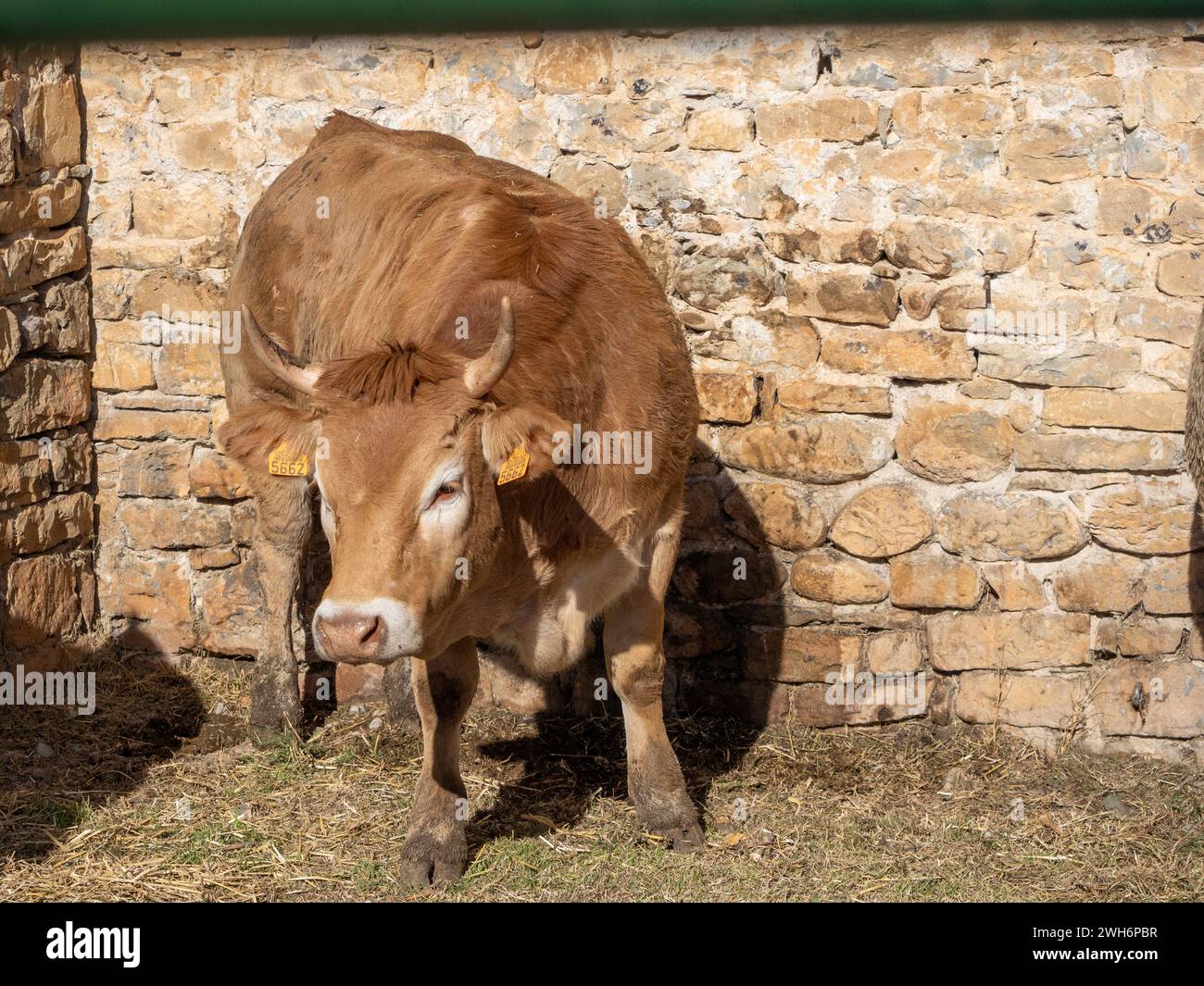 Mucca bruna dei Pirenei esposta alla fiera Ainsa Huesca. Jersey Cow è stata portata in una fiera della contea dove ha partecipato a una competizione. Foto Stock