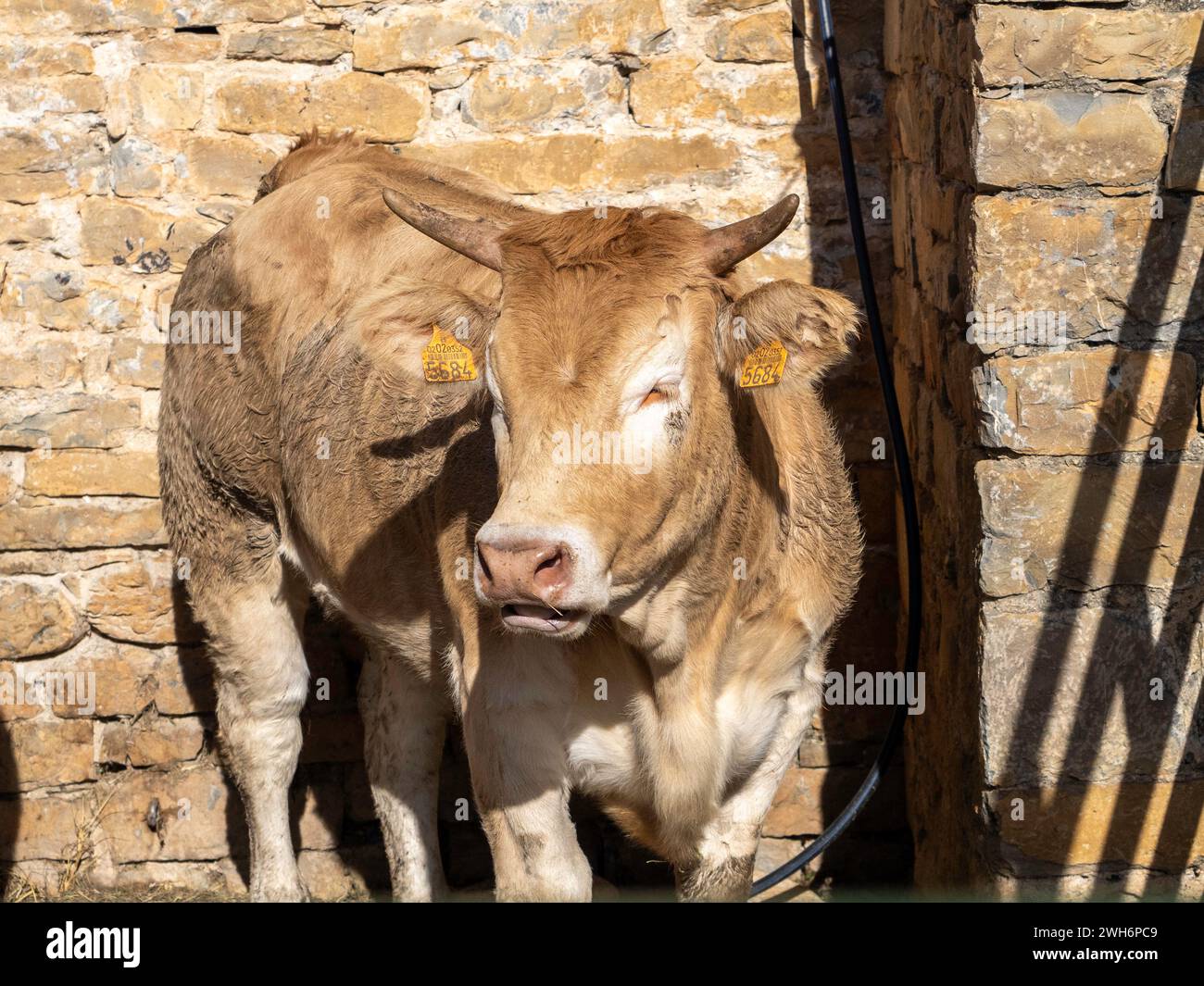 Mucca bruna dei Pirenei esposta alla fiera Ainsa Huesca. Jersey Cow è stata portata in una fiera della contea dove ha partecipato a una competizione. Foto Stock