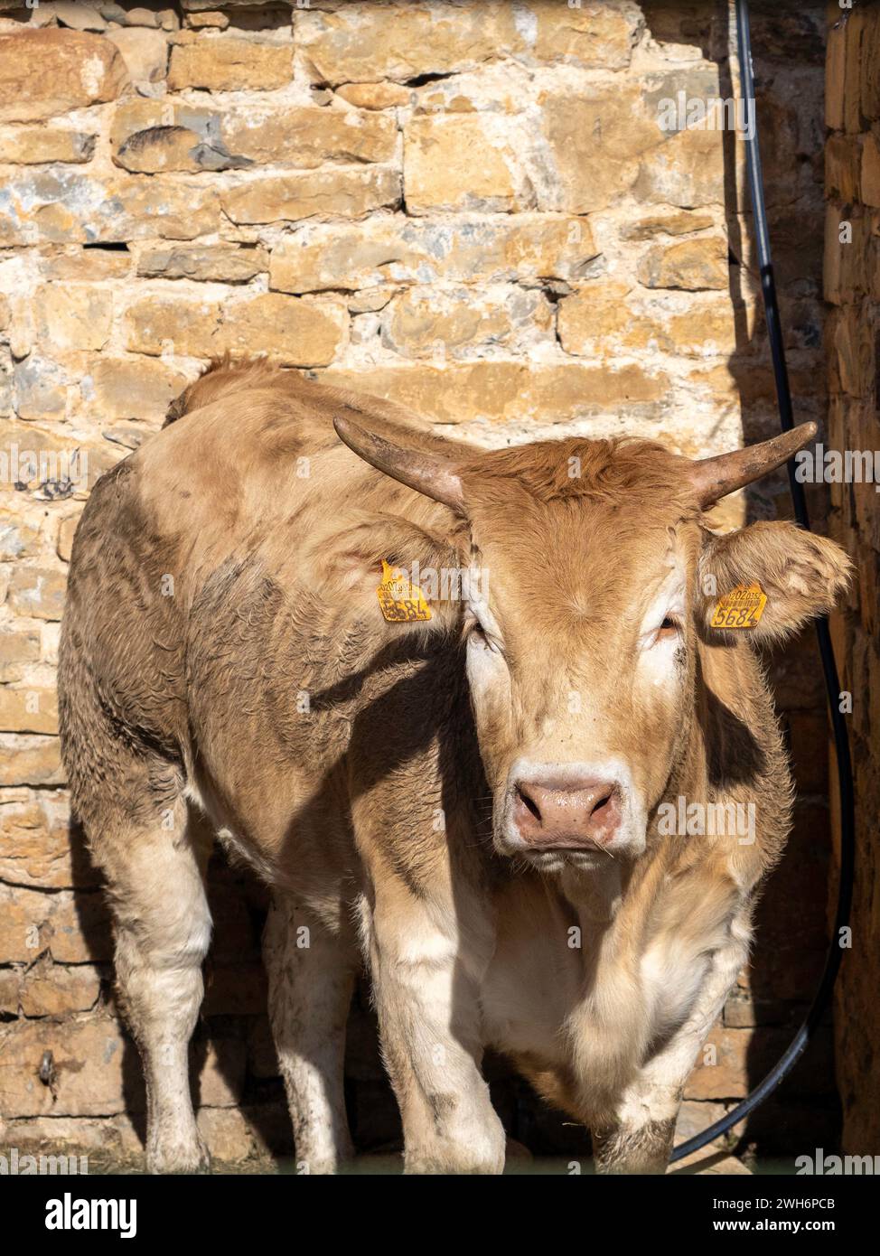 Mucca bruna dei Pirenei esposta alla fiera Ainsa Huesca. Jersey Cow è stata portata in una fiera della contea dove ha partecipato a una competizione. Foto Stock
