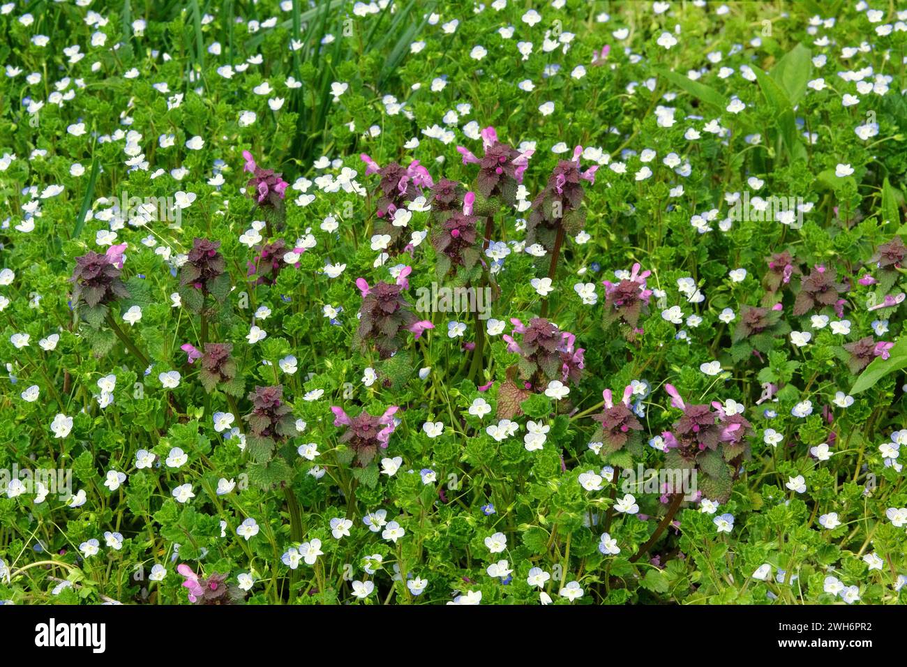 Prato primaverile in montagna. Nepeta cataria e fiori alpini azzurri su una glata verde in primavera. Veronica filiformis sta fiorendo. Foto Stock