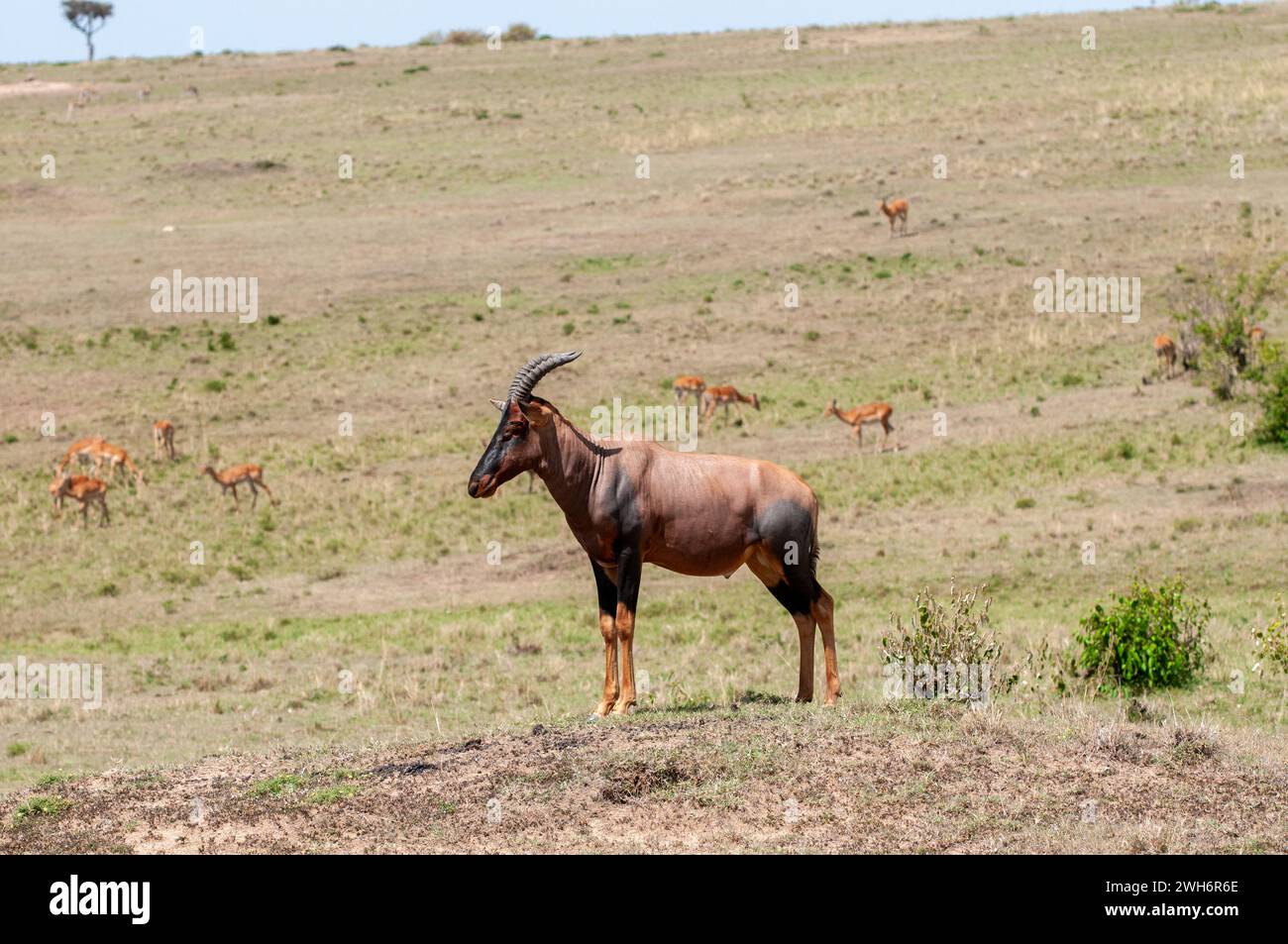 Topi in piedi sul cumulo di termiti Foto Stock