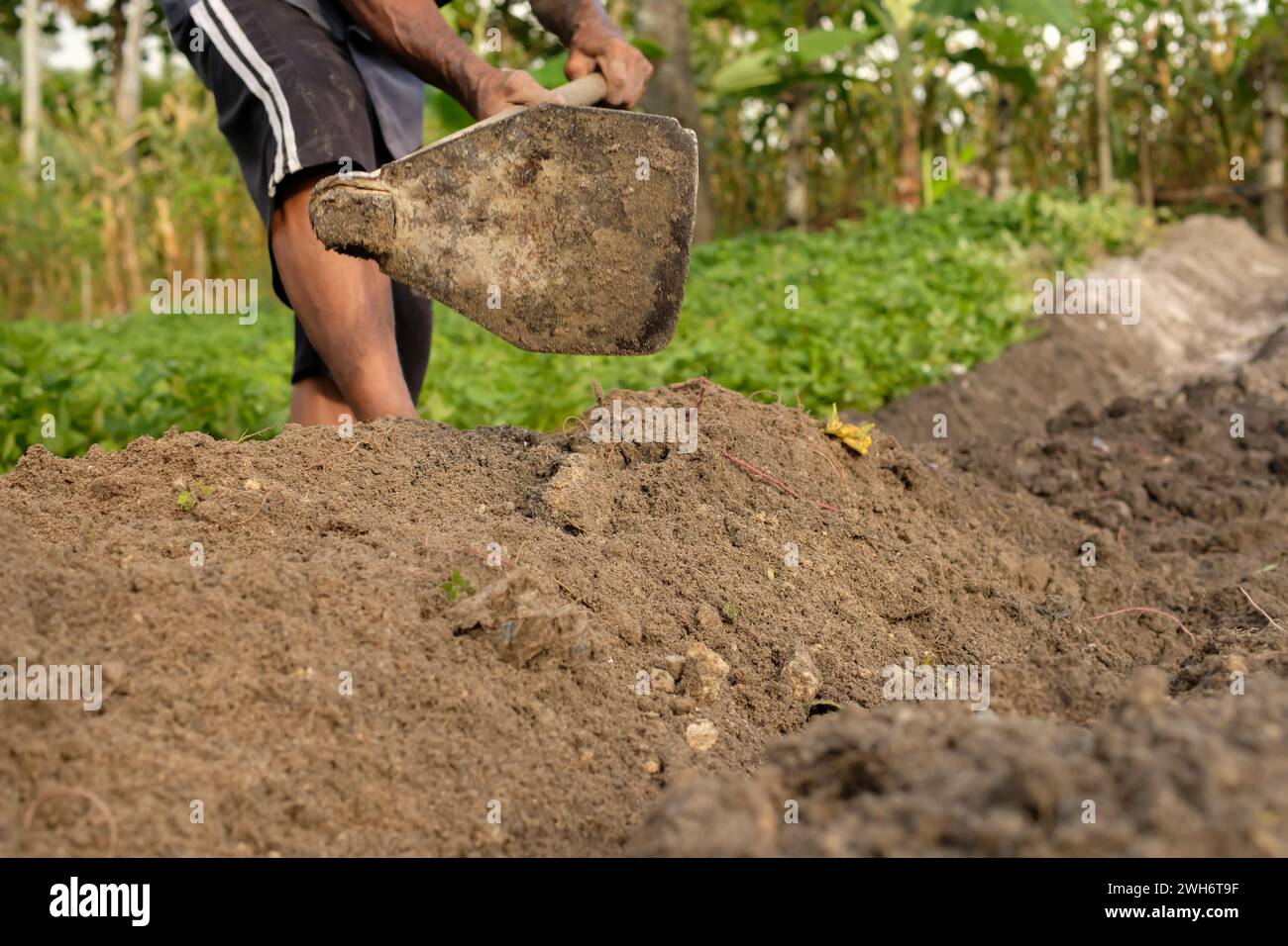 Gli agricoltori utilizzano zoccoli mentre coltivano il terreno mentre lavorano nelle piantagioni Foto Stock