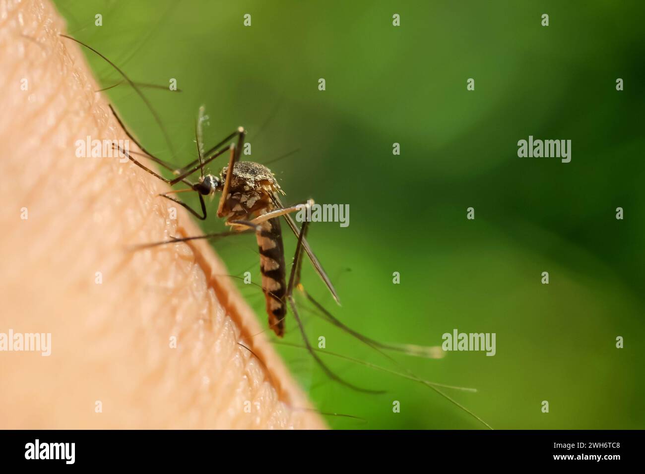 La zanzara Aedes aegypti succhia sangue sulla pelle umana Foto Stock