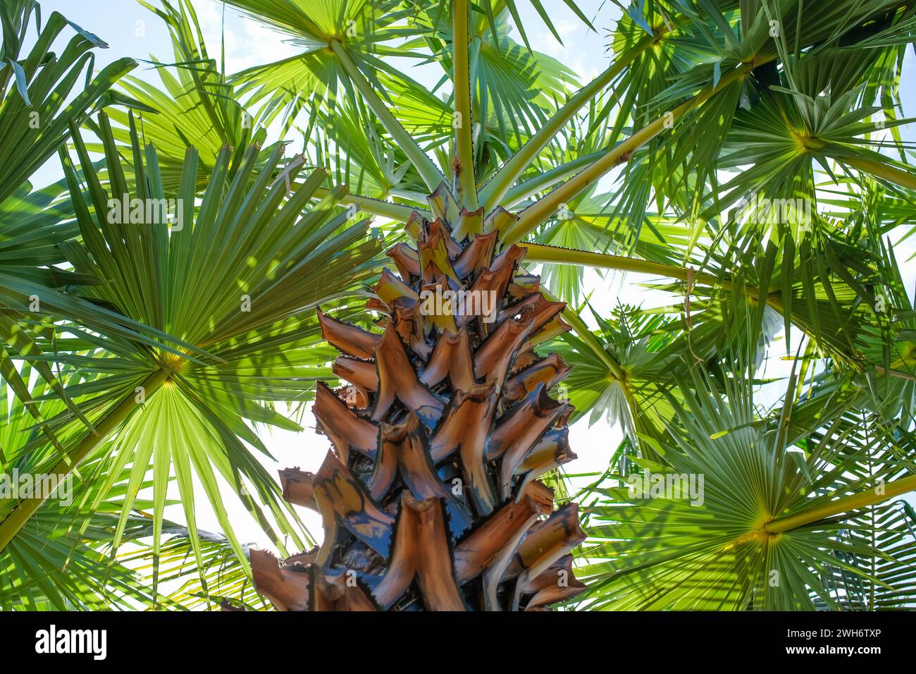 Sfondo naturale delle foglie di palma rami Foto Stock