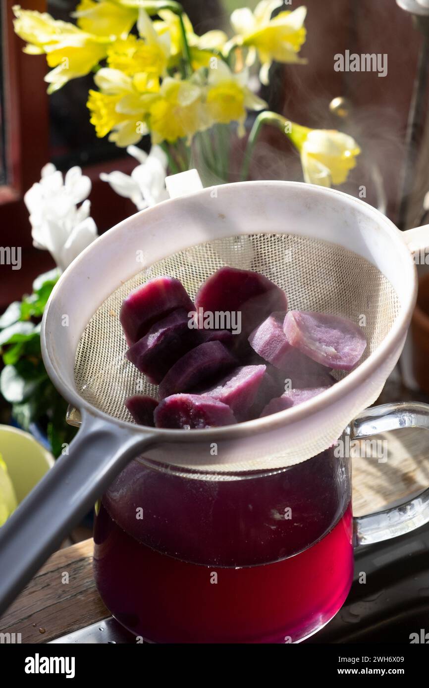 Fette di patate dolci viola cotte a vapore affettate di acqua rosa che drena nel filtro sul lavello accanto alla finestra dei narcisi in cucina primavera 2024 UK KATHY DEWITT Foto Stock