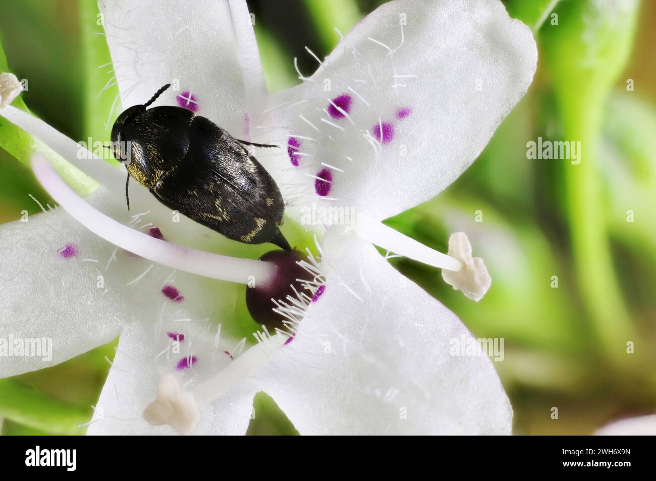 Tumbling Flower Beetle (Mordellidae) sul fiore di Snake Bush, Australia meridionale Foto Stock