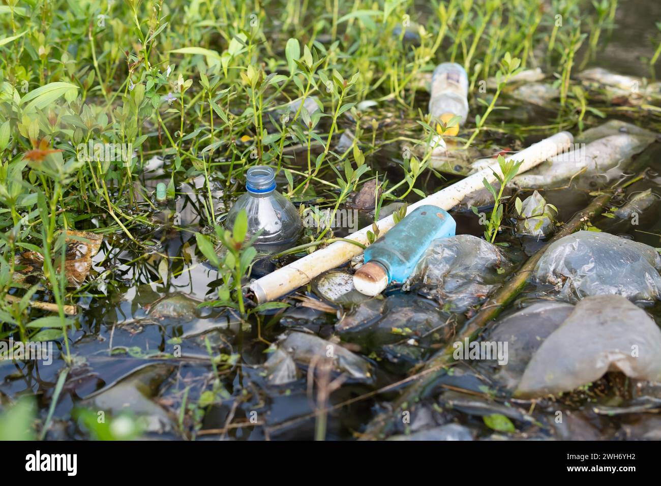 Rifiuti domestici di plastica che galleggiano nell'acqua di piscina, inquinamento ambientale. Foto Stock