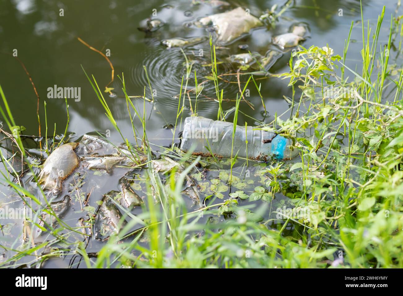 Rifiuti domestici di plastica che galleggiano nell'acqua di piscina, inquinamento ambientale. Foto Stock